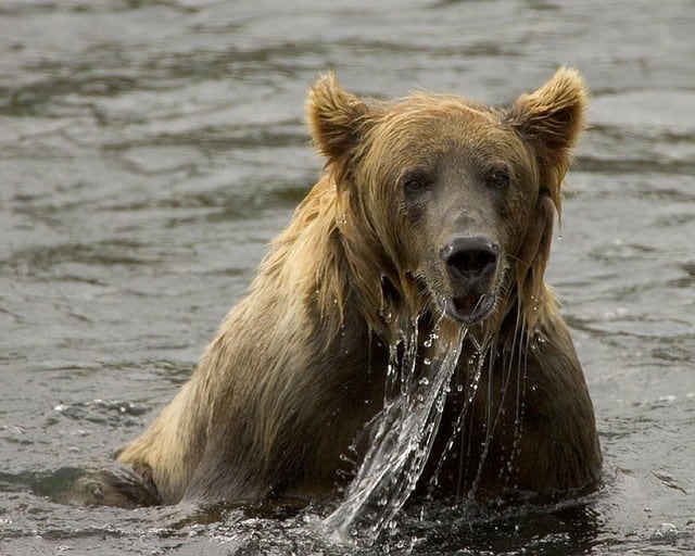 snap of a big brown bear half submerged in water