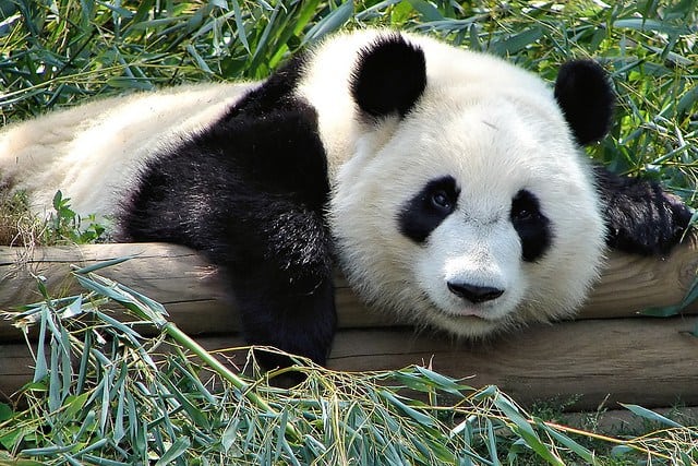 snapshot of a fat panda on a large branch in a green forest