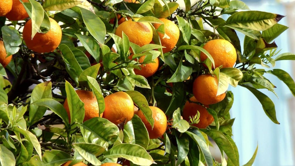 fresh oranges on a tree 